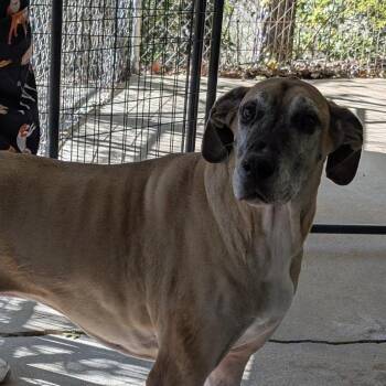 Rescue Great Dane Dogs for Adoption in Columbia, South Carolina - Zeelah | PetCurious