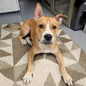 Jovie -  Mixed Breed Dog for Adoption in Allentown, Pennsylvania - Jovie | PetCurious