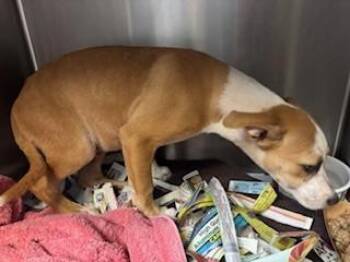 Terrier and Mixed Breed Dogs Available for Adoption - Noodle | PetCurious