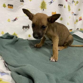 A614381 -  German Shepherd Dog Dog for Adoption in Modesto, California - A614381 | PetCurious