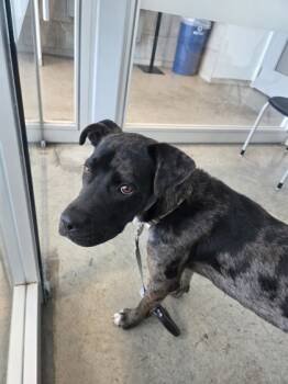 Rescue Catahoula Leopard Dog and Mixed Breed Dogs for Adoption in Fort Worth, Texas - 59676644 | PetCurious