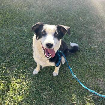 Annie Oakley -  Border Collie Dog for Adoption in Sonora, California - Annie Oakley | PetCurious