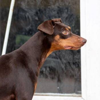 Sydney -  Doberman Pinscher Dog for Adoption in Carlsbad, California - Sydney | PetCurious