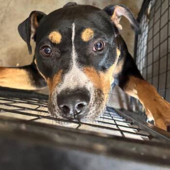 Joyce -  Pit Bull Terrier Dog for Adoption in Birmingham, Alabama - Joyce | PetCurious