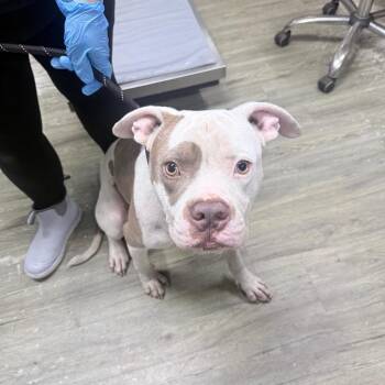 Borris -  Mixed Breed Dog for Adoption in Summerville, South Carolina - Borris | PetCurious