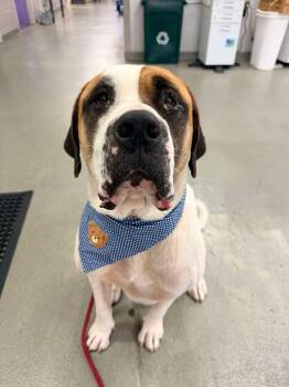 Cookie -  Saint Bernard Dog for Adoption in Magnolia, Texas - Cookie | PetCurious