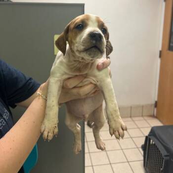 Donner -  Mixed Breed Dog for Adoption in Charleston, West Virginia - Donner | PetCurious
