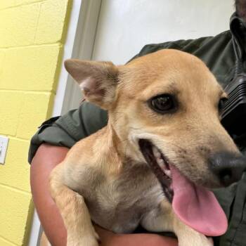 Peanuts -  Chihuahua and Terrier Dog for Adoption in Edinburg, Texas - Peanuts | PetCurious