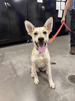 Shepherd and Mixed Breed Dogs Available for Adoption in Voorhees Township, New Jersey - Siracha | PetCurious