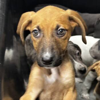 Perry -  Terrier Dog for Adoption in Tampa, Florida - Perry | PetCurious
