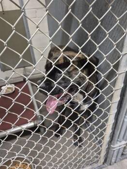 GEORGIA -  Mastiff Dog for Adoption in St. Cloud, Florida - GEORGIA | PetCurious