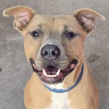 TREY -  Mixed Breed Dog for Adoption in Fernandina Beach, Florida - TREY | PetCurious