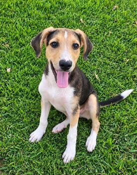 Lightning -  Collie Dog for Adoption in Glocester, Rhode Island - Lightning | PetCurious