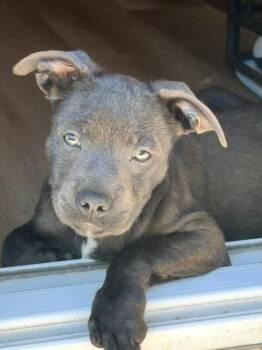 Fiona -  American Staffordshire Terrier and Labrador Retriever Dog for Adoption in Lafayette, California - Fiona | PetCurious