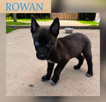 ROWAN -  German Shepherd Dog Dog for Adoption in Holbrook, New York - ROWAN | PetCurious