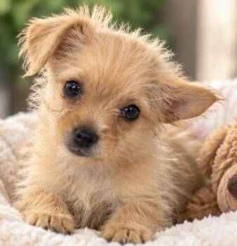 STRAWBERRY -  Chihuahua Dog for Adoption in Margate, Florida - STRAWBERRY | PetCurious