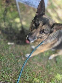 German Shepherd Dog Dogs Available for Adoption - Vc-11 | PetCurious