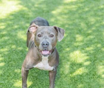 Terrier Dogs Available for Adoption in Hilton Head Island, South Carolina - Sabrina | PetCurious