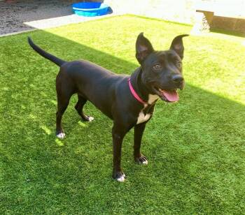 Rescue Pit Bull Terrier Dogs for Adoption in San Marcos, California - URGENT! SAVE ME PLEASE! Phoebe #A546636 | PetCurious