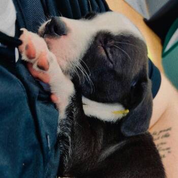 Penny -  Bull Terrier Dog for Adoption in Allen, Texas - Penny | PetCurious