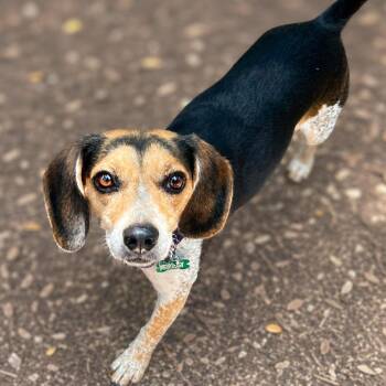 Bridget -  Beagle and Australian Cattle Dog Blue Heeler Dog for Adoption in Boerne, Texas - Bridget | PetCurious