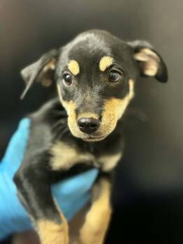 FRODO -  Chihuahua and Mixed Breed Dog for Adoption in Visalia, California - FRODO | PetCurious