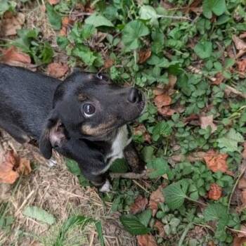 Heartbreaker -  Mixed Breed Dog for Adoption in Fredericksburg, Virginia - Heartbreaker | PetCurious