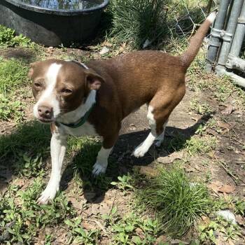 Chihuahua Dogs Available for Adoption in Tulsa, Oklahoma - Blaze | PetCurious