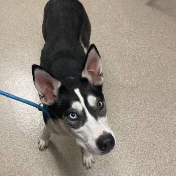 Rayna -  Husky Dog for Adoption in Bristol, Indiana - Rayna | PetCurious