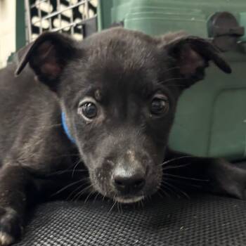 Texas Pete -  Husky and Mixed Breed Dog for Adoption in Manhattan, Kansas - Texas Pete | PetCurious