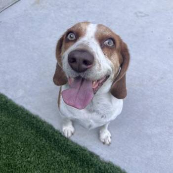 Mannie -  Beagle Dog for Adoption in Matteson, Illinois - Mannie | PetCurious