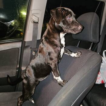 Rescue Black Labrador Retriever Dogs for Adoption in New Orleans, Louisiana - Roux Rose | PetCurious