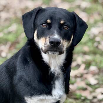 Rescue Australian Cattle Dog Blue Heeler and Black Labrador Retriever Dogs for Adoption in Greenbrier, Arkansas - Jasmine (*DNA Results Are In!*) | PetCurious