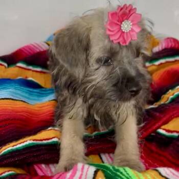 Sydney -  Yorkshire Terrier and Schnauzer Dog for Adoption in West Islip, New York - Sydney | PetCurious