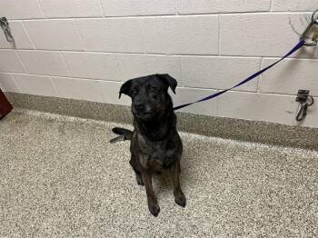 PETER PATTER -  German Shepherd Dog and Mixed Breed Dog for Adoption in Colorado Springs, Colorado - PETER PATTER | PetCurious