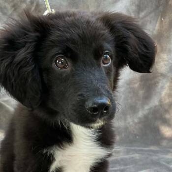 CT Max avail May 14 -  Australian Shepherd and Mixed Breed Dog for Adoption in Eastford, Connecticut - CT Max Avail May 14 | PetCurious