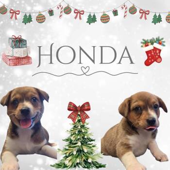 Honda -  Beagle and Australian Cattle Dog Blue Heeler Dog for Adoption in Watauga, Texas - Honda | PetCurious