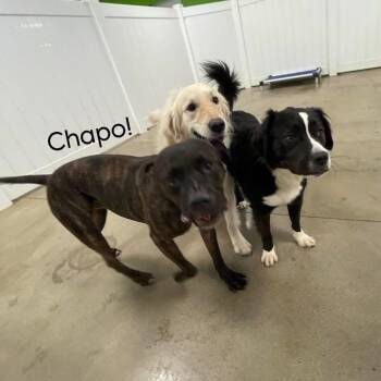 Mixed Breed Dogs Available for Adoption in Allentown, Pennsylvania - Chapo | PetCurious