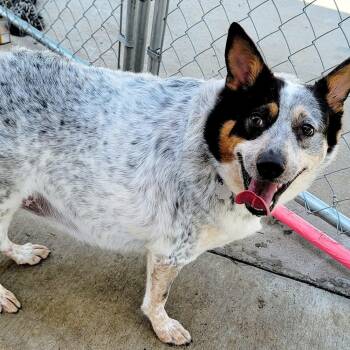 COOKIE -  Australian Cattle Dog Blue Heeler Dog for Adoption in Athens, Alabama - COOKIE | PetCurious
