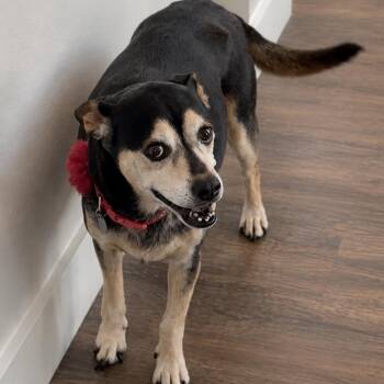 Daisy Ann (Dallas) -  German Shepherd Dog and Mixed Breed Dog for Adoption in Houston, Texas - Daisy Ann (Dallas) | PetCurious