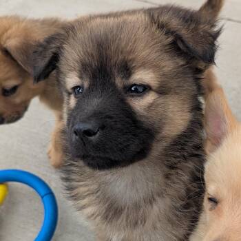 Strawberry -  Mixed Breed Dog for Adoption in Fenton, Michigan - Strawberry | PetCurious
