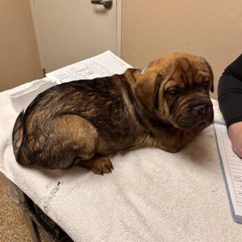 Shar Pei and French Bulldog Dogs Available for Adoption in Tempe, Arizona - Kingsley | PetCurious