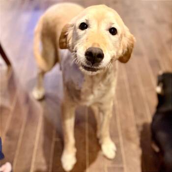 Rescue Golden Retriever Dogs for Adoption in West Chester, Pennsylvania - Debi | PetCurious