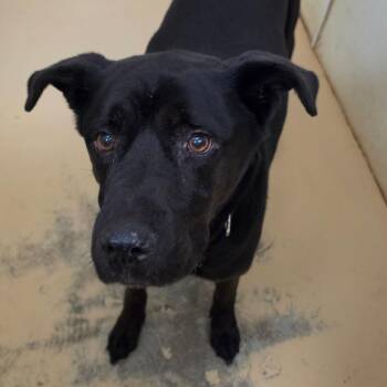 Loki (C000-135) - Costa Mesa Location -  Black Labrador Retriever and Mixed Breed Dog for Adoption in Chino Hills, California - Loki (C000-135) - Costa Mesa Location | PetCurious
