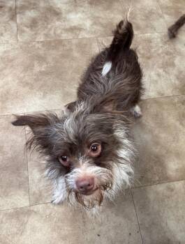 Curly -  Terrier Dog for Adoption in Springfield, Ohio - Curly | PetCurious