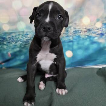 Pit Bull Terrier Dogs Available for Adoption - Hudson | PetCurious