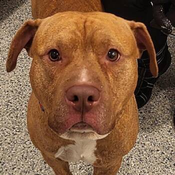 Pit Bull Terrier Dogs Available for Adoption - Judge  | PetCurious