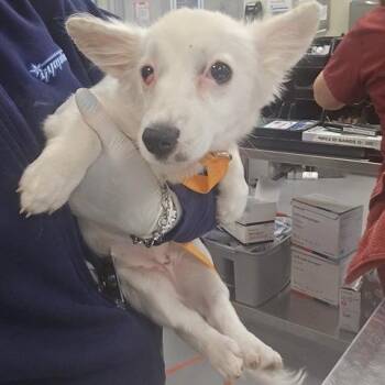 Nova -  Corgi Dog for Adoption in Lakehead, California - Nova | PetCurious