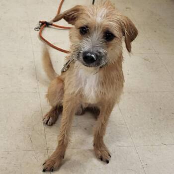 SCFL-Stray-66962 -  Mixed Breed Dog for Adoption in Lake Panasoffkee, Florida - SCFL-Stray-66962 | PetCurious
