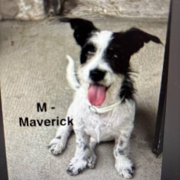 Maverick -  Terrier and Mixed Breed Dog for Adoption in Tacoma, Washington - Maverick | PetCurious